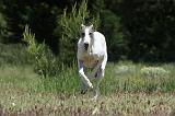 GREYHOUND 092
